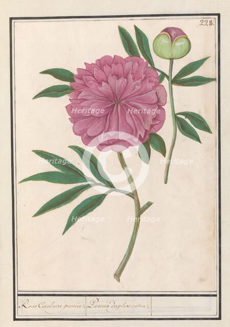 Peony (Paeonia), 1596-1610. Creators: Anselmus de Boodt, Elias Verhulst.