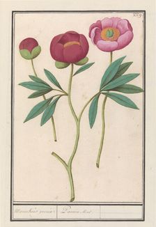 Peony (Paeonia), 1596-1610. Creators: Anselmus de Boodt, Elias Verhulst