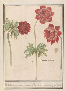 Peony (Paeonia) and Anemone (Anemone), 1596-1610. Creators: Anselmus de Boodt, Elias Verhulst