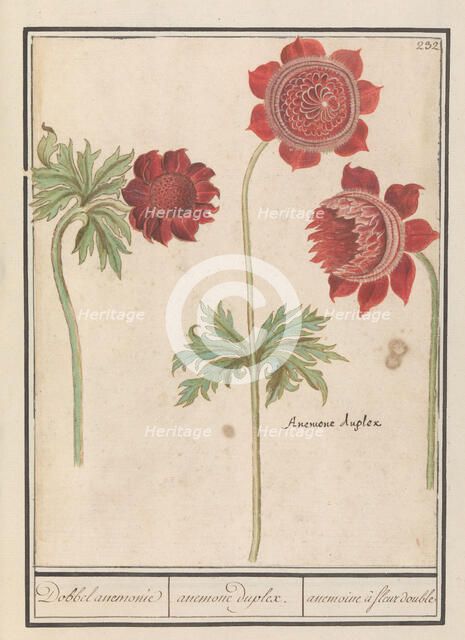 Peony (Paeonia) and Anemone (Anemone), 1596-1610. Creators: Anselmus de Boodt, Elias Verhulst.