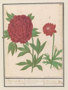 Peony (Paeonia) and Anemone (Anemone), 1596-1610. Creators: Anselmus de Boodt, Elias Verhulst
