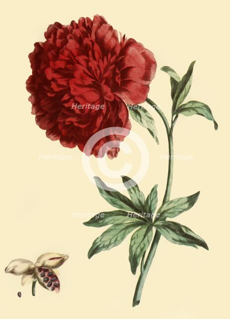 'Peony: Paeonia Faemina Flore Pleno Rubro Majore', 1769, (1946).  Creator: John Edwards.