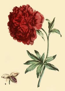 Peony: Paeonia Faemina Flore Pleno Rubro Majore 1769, (1946). Creator: John Edwards