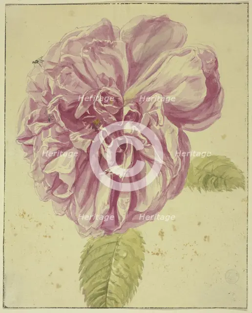 Peony with two flies on its blossom, 17th century; 18th century. Creator: Unknown.