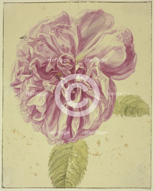 Peony with two flies on its blossom, 17th century; 18th century. Creator: Unknown.