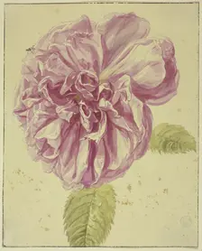 Peony with two flies on its blossom, 17th century; 18th century. Creator: Unknown