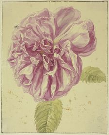Peony with two flies on its blossom, 17th century; 18th century. Creator: Unknown