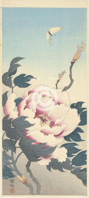 Peony with butterfly, 1925-1936. Creator: Ohara, Koson (1877-1945).