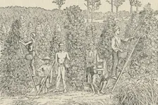 Pepper Plantation 1924