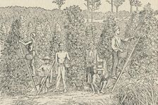 Pepper Plantation 1924