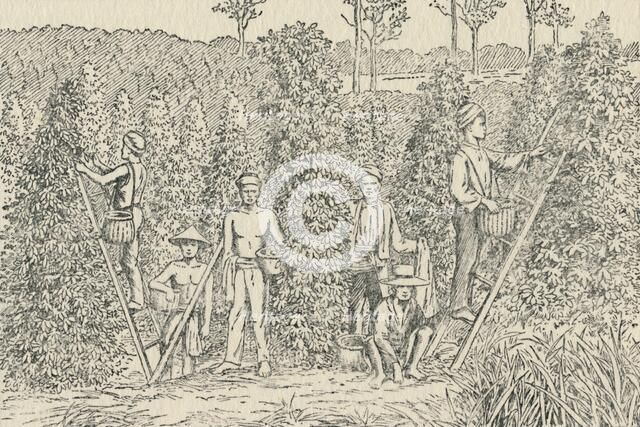 'Pepper Plantation', 1924. Artist: Unknown.