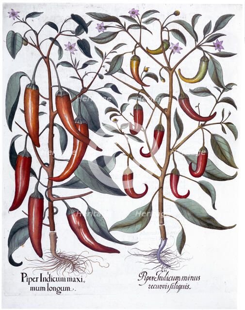 Peppers, 1613. Artist: Unknown