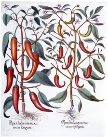 Peppers, 1613. Creator: Unknown