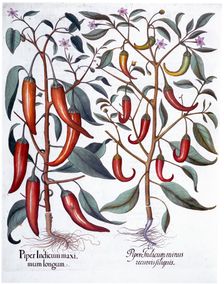 Peppers, 1613. Creator: Unknown