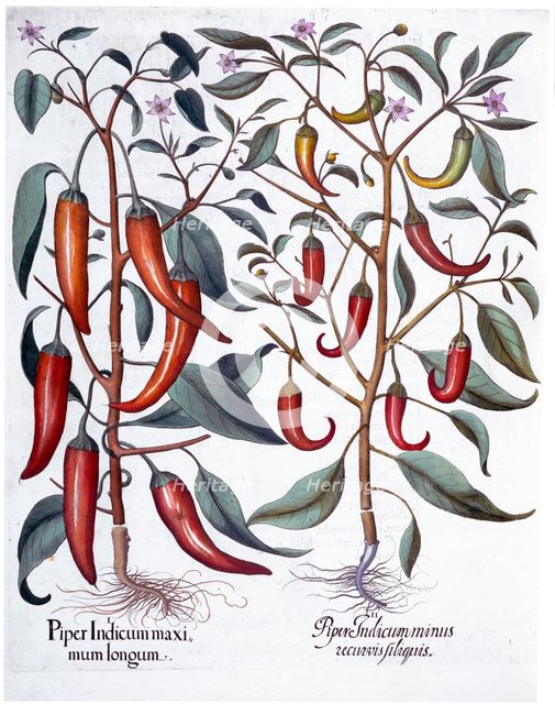 Peppers, 1613. Creator: Unknown.