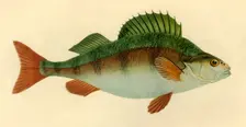 Perch, 1804, (1946). Creator: Edward Donovan