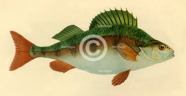 Perch, 1804, (1946). Creator: Edward Donovan.