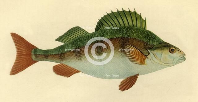 Perch, 1804, (1946). Creator: Edward Donovan.