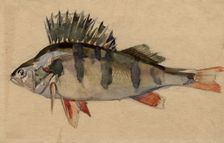 Perch, 1920. Creator: A. G. Vargin
