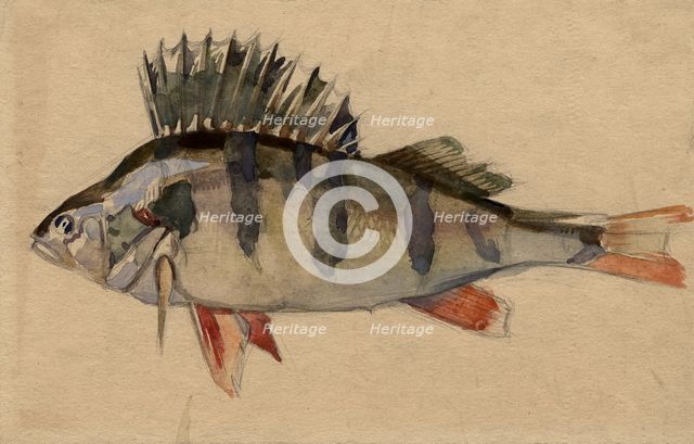Perch, 1920. Creator: A. G. Vargin.
