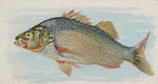 Perch, from the Fish from American Waters series (N8) for Allen & Ginter Cigarettes Brands, 1889. Creator: Allen & Ginter