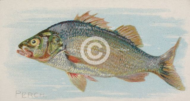Perch, from the Fish from American Waters series (N8) for Allen & Ginter Cigarettes Brands, 1889. Creator: Allen & Ginter.