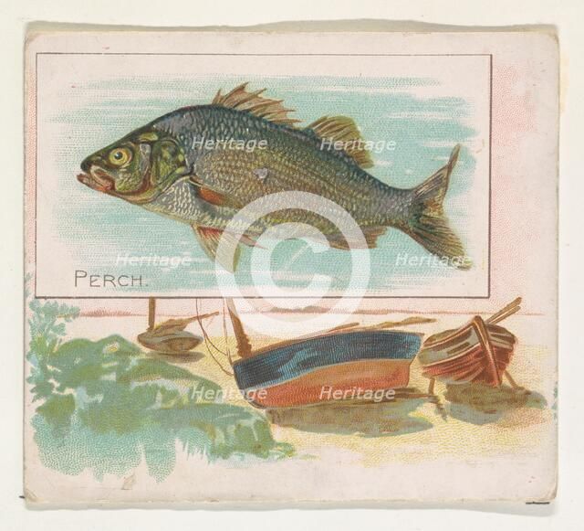 Perch, from Fish from American Waters series (N39) for Allen & Ginter Cigarettes, 1889. Creator: Allen & Ginter.
