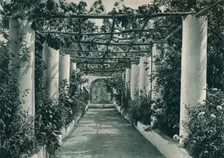Pergola in a vineyard, Capri, Italy, 1927. Artist: Eugen Poppel