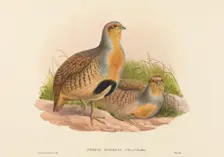 Perdix barbata (Daurian Partridge). Creators: John Gould, Henry Constantine Richter