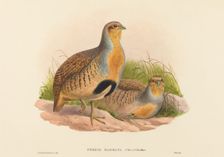 Perdix barbata (Daurian Partridge). Creators: John Gould, Henry Constantine Richter