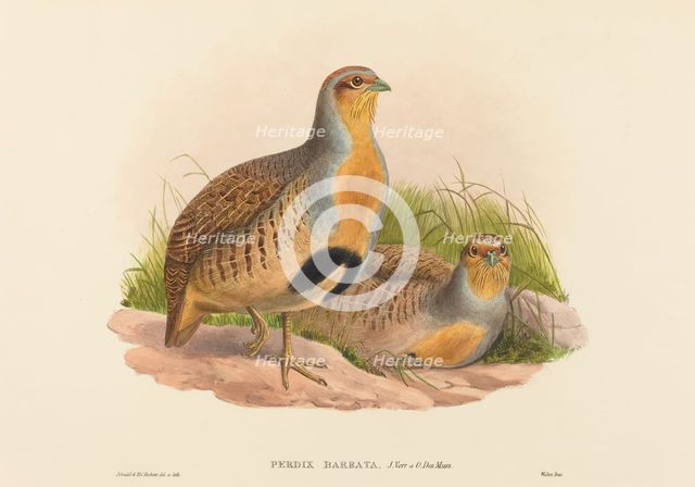 Perdix barbata (Daurian Partridge). Creators: John Gould, Henry Constantine Richter.