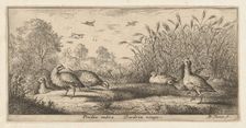 Perdix rubra, Perdix rouge (The Red-Legged Partridge): Livre d'Oyseaux (Book of Birds..., 1655-1660. Creator: albert flamen