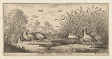 Perdix rubra, Perdix rouge (The Red-Legged Partridge): Livre d'Oyseaux (Book of Birds..., 1655-1660. Creator: albert flamen