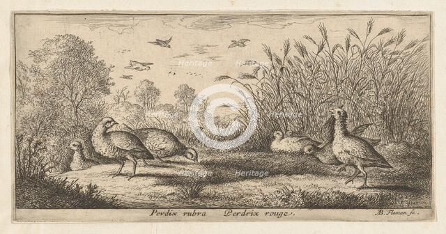 Perdix rubra, Perdix rouge (The Red-Legged Partridge): Livre d'Oyseaux (Book of Birds..., 1655-1660. Creator: albert flamen.