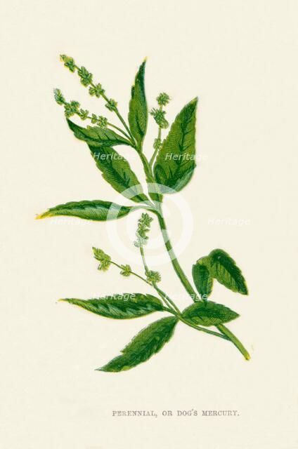 'Perennial, or Dog's Mercury', c1891, (1891). Artist: Anne Pratt.
