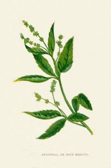 Perennial, or Dog's Mercury c1891, (1891). Artist: Anne Pratt