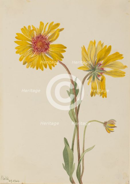 Perennial Gaillardia (Gaillardia aristata), 1904. Creator: Mary Vaux Walcott.