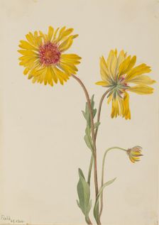 Perennial Gaillardia (Gaillardia aristata), 1904. Creator: Mary Vaux Walcott