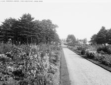 Perennial garden, High Lawn House, Lenox, Mass., between 1900 and 1920. Creator: Unknown