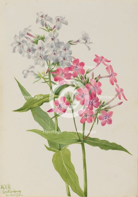 Perennial Phlox (Phlox paniculata), 1934. Creator: Mary Vaux Walcott.