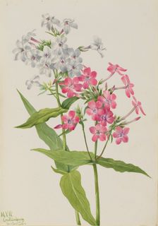 Perennial Phlox (Phlox paniculata), 1934. Creator: Mary Vaux Walcott