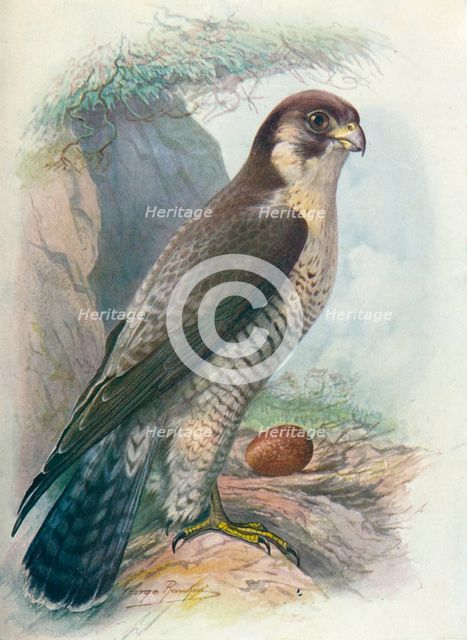 'Peregrine Falcon - Fal'co peregri'nus', c1910, (1910). Artist: George James Rankin.