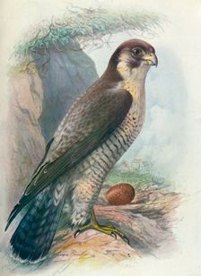 Peregrine Falcon - Fal'co peregri'nus c1910, (1910). Artist: George James Rankin