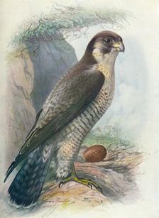 Peregrine Falcon - Fal'co peregri'nus c1910, (1910). Artist: George James Rankin