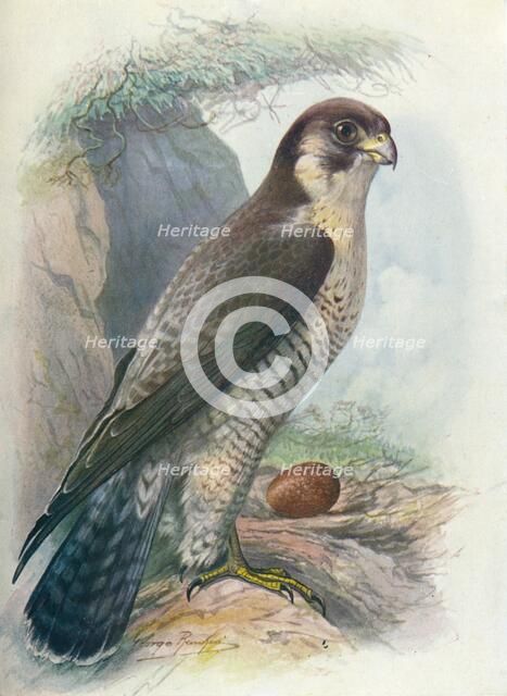 'Peregrine Falcon - Fal'co peregri'nus', c1910, (1910). Artist: George James Rankin.