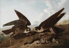 Peregrine Falcons (Duck Hawks), c. 1827. Creator: John James Audubon (American, 1785-1851)