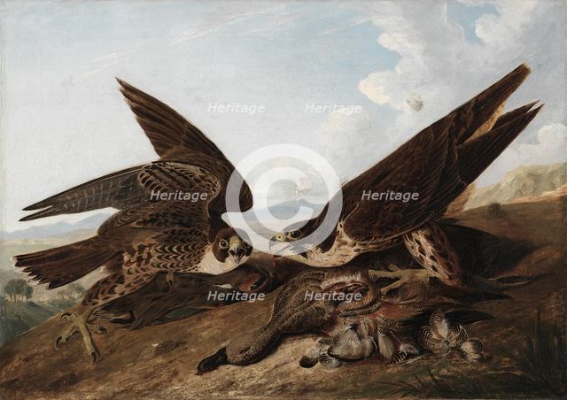 Peregrine Falcons (Duck Hawks), c. 1827. Creator: John James Audubon (American, 1785-1851).