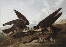 Peregrine Falcons (Duck Hawks), c. 1827. Creator: John James Audubon (American, 1785-1851)