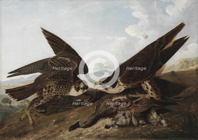 Peregrine Falcons (Duck Hawks), c. 1827. Creator: John James Audubon (American, 1785-1851).
