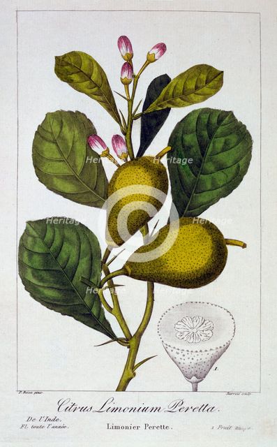 Peretta Lemon, pub. 1836. Creator: Panacre Bessa (1772-1846).